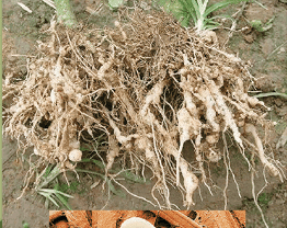 नीमेटोड (कृमि)